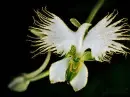 habenaria