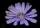 blue flower