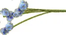 myosotis
