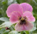 pansy