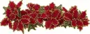 poinsettia