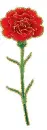 red carnation