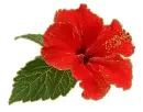 red hibiscus