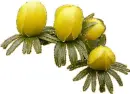yellow flowers