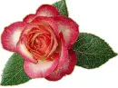 rosa beautiful