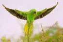 parrot