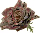 beautiful rosa