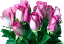 pink rosas