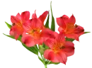 asiatic lilies