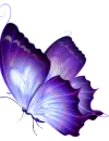 purple butterfly