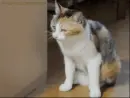 Cat fail
