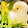 chick