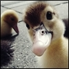 duck