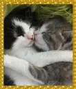 cats