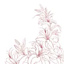 lily
