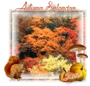 Autumn Splendor - Jane