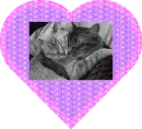 two cats in a heart