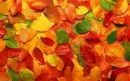 Fall colors background