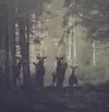 deer 
