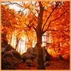 autum