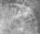 Sparkly Monochrome Fan