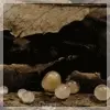 shroom