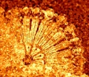 Glittery Gold Fan