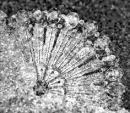 Glittery Silver Fan