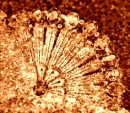 Glittery Bronze Fan