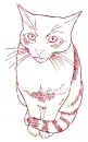 cat