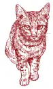 cat