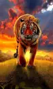 Tiger on the road
