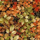 Autumn/Fall ~ background