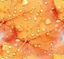 Autumn/Fall ~ background
