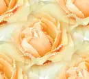 Roses ~ background