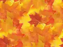 Autumn/Fall ~ background