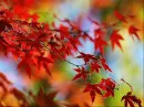 Autumn/Fall ~ background