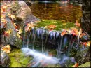 Autumn/Fall ~ background