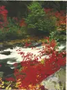 Autumn/Fall ~ background