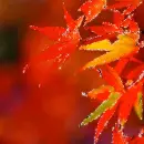 Autumn/Fall ~ background