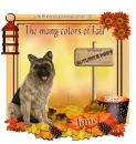 Many colors of Fall -Jane