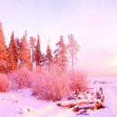 Pink Winter..