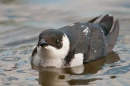 Cute Bird