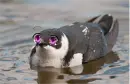 Kawaii Bird~