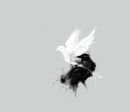 Gray Dove