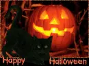 Cat & Pumpkin