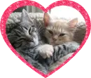 two cats in a heart