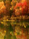 autumn background