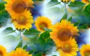 sunflower background
