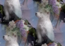 puppy background